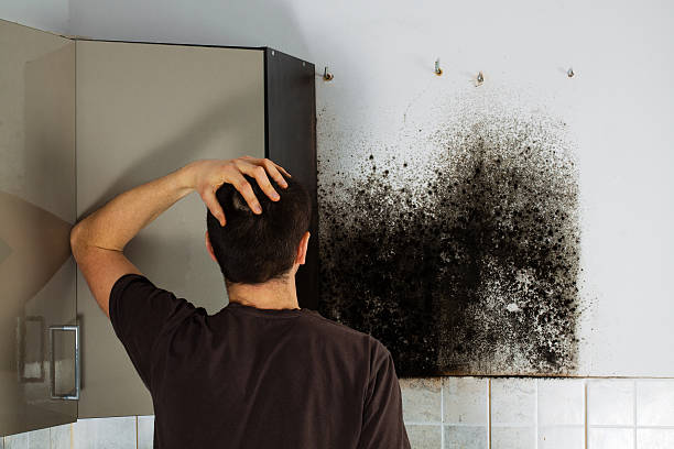 Best Kitchen Mold Remediation in Irmo, SC
